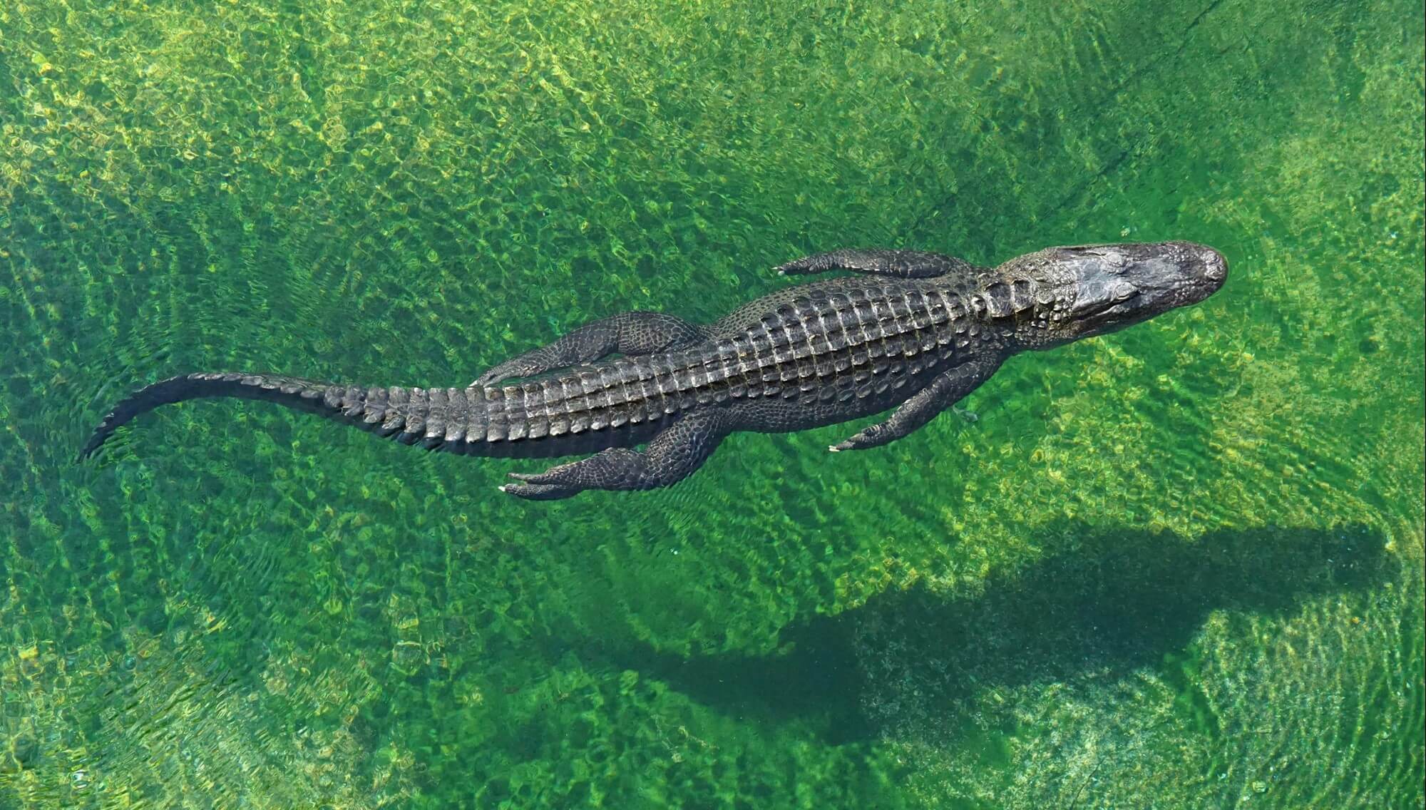 Crocodile in the green water
